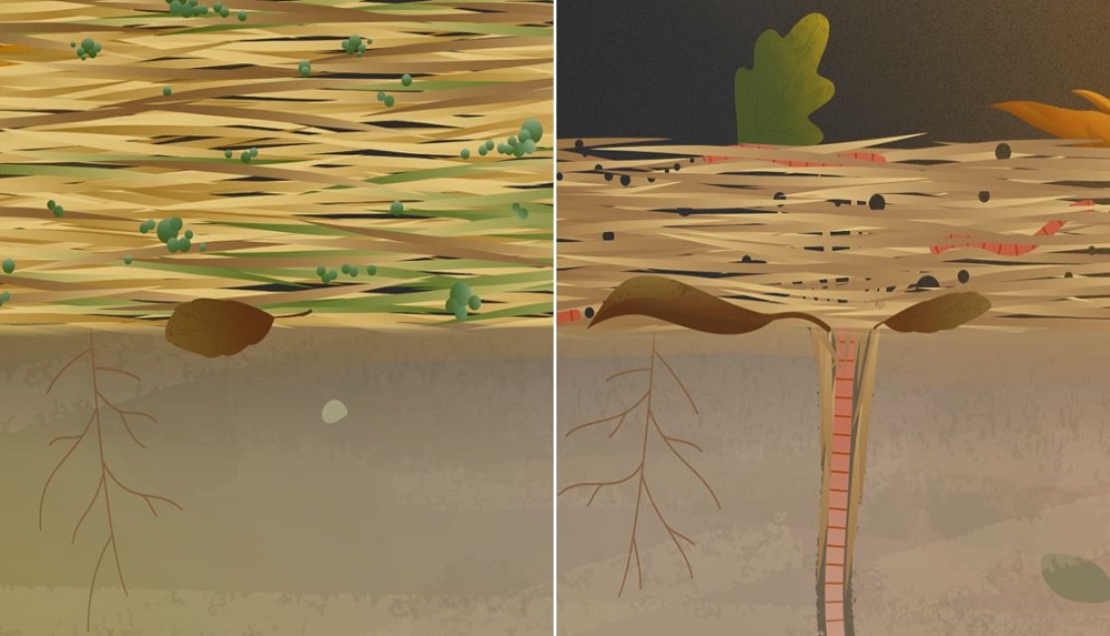 A screenshot from an animation that shows the benefit of earthworms